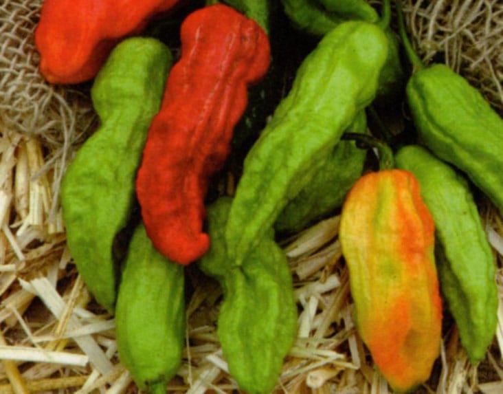Ghost (Bhut Julokia) 3 Ghost (Bhut Julokia) - Image 3