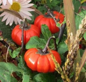 Pumpkin on a Stick
