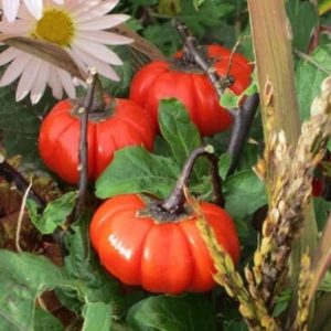Pumpkin on a Stick