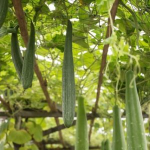 Luffa