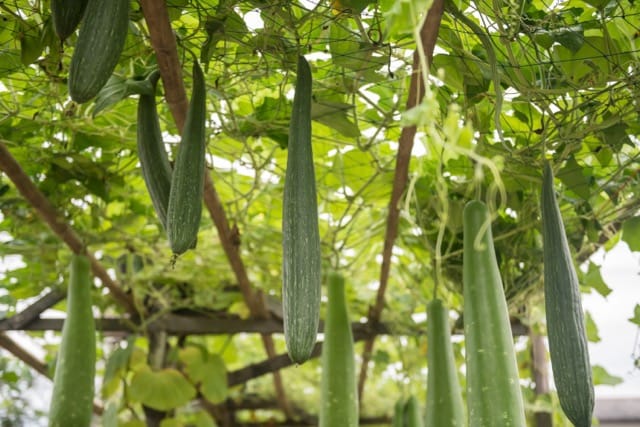 Luffa 1 Luffa