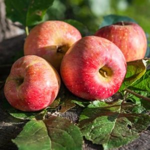 Heritage Apple Combo