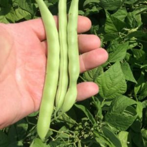 Tendergreen