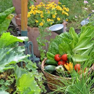 Children's Garden Packet