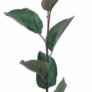 Rootstock . Bud 9 : 1/4"