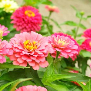 Children's Flower Garden Packet