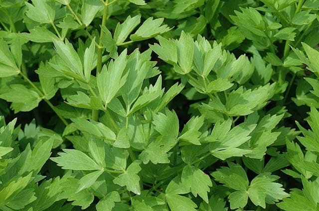 Lovage 1 Lovage