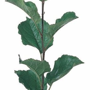 Rootstock . EMLA 7 : 1/4"
