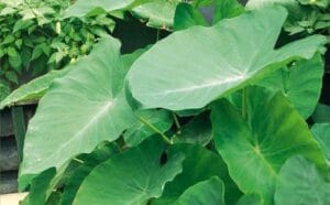 Elephant Ears