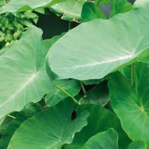 Elephant Ears