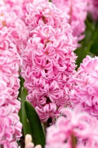 Pink Frosting