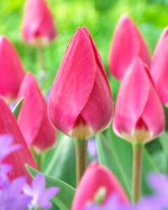 Rosy Delight