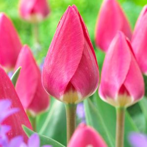Rosy Delight