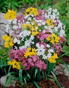 Small Flowering Mix