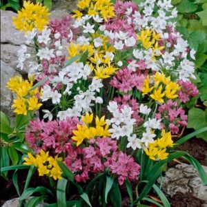 Small Flowering Mix